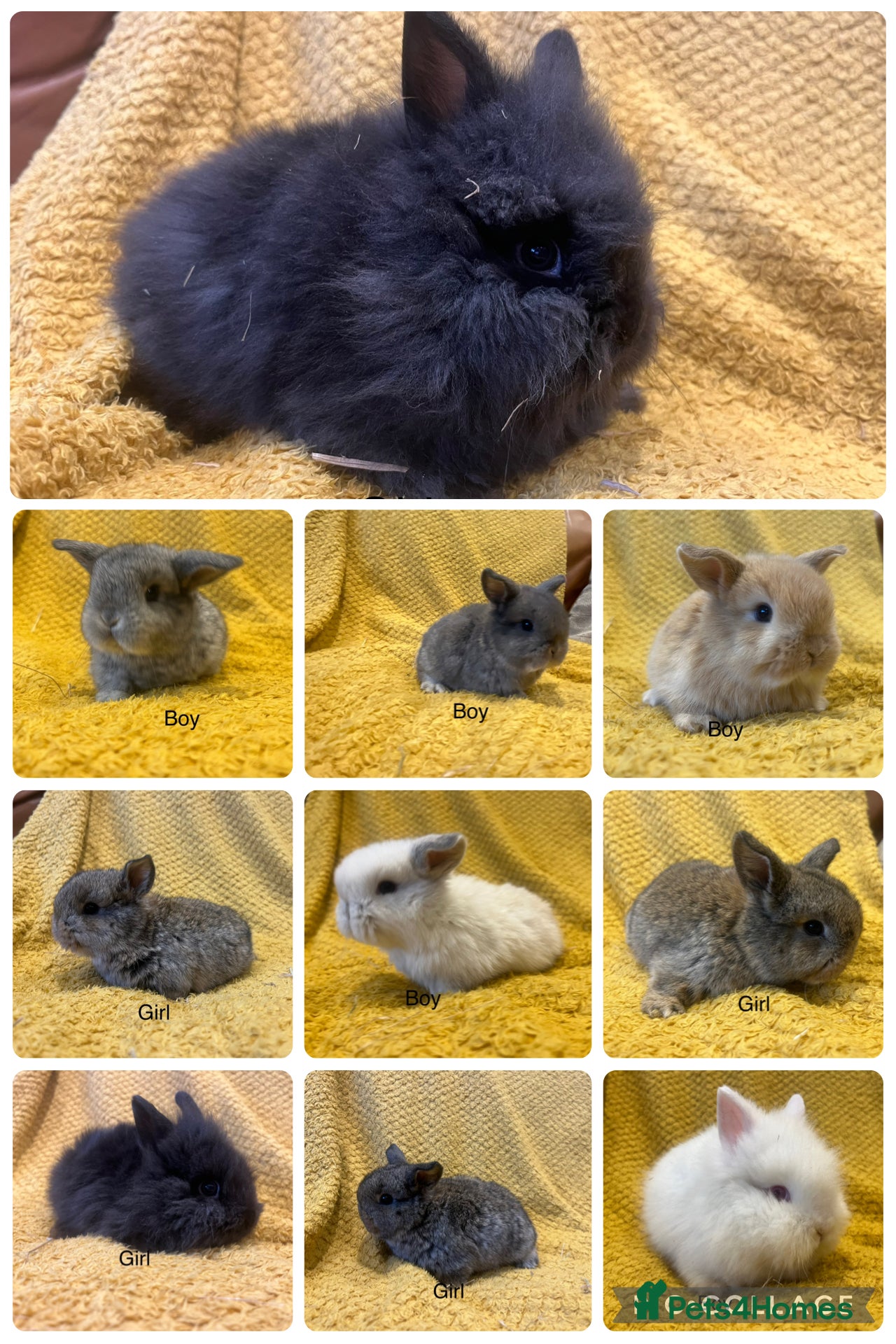 Mini Lop rabbits Mini lops  and mini double maned lionheads  - Advert 15