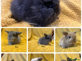 Mini Lop rabbits Mini lops and mini double maned lionheads - Advert 15