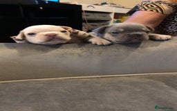 French Bulldog dogs for sale: French Bulldog Puppies - Image 4