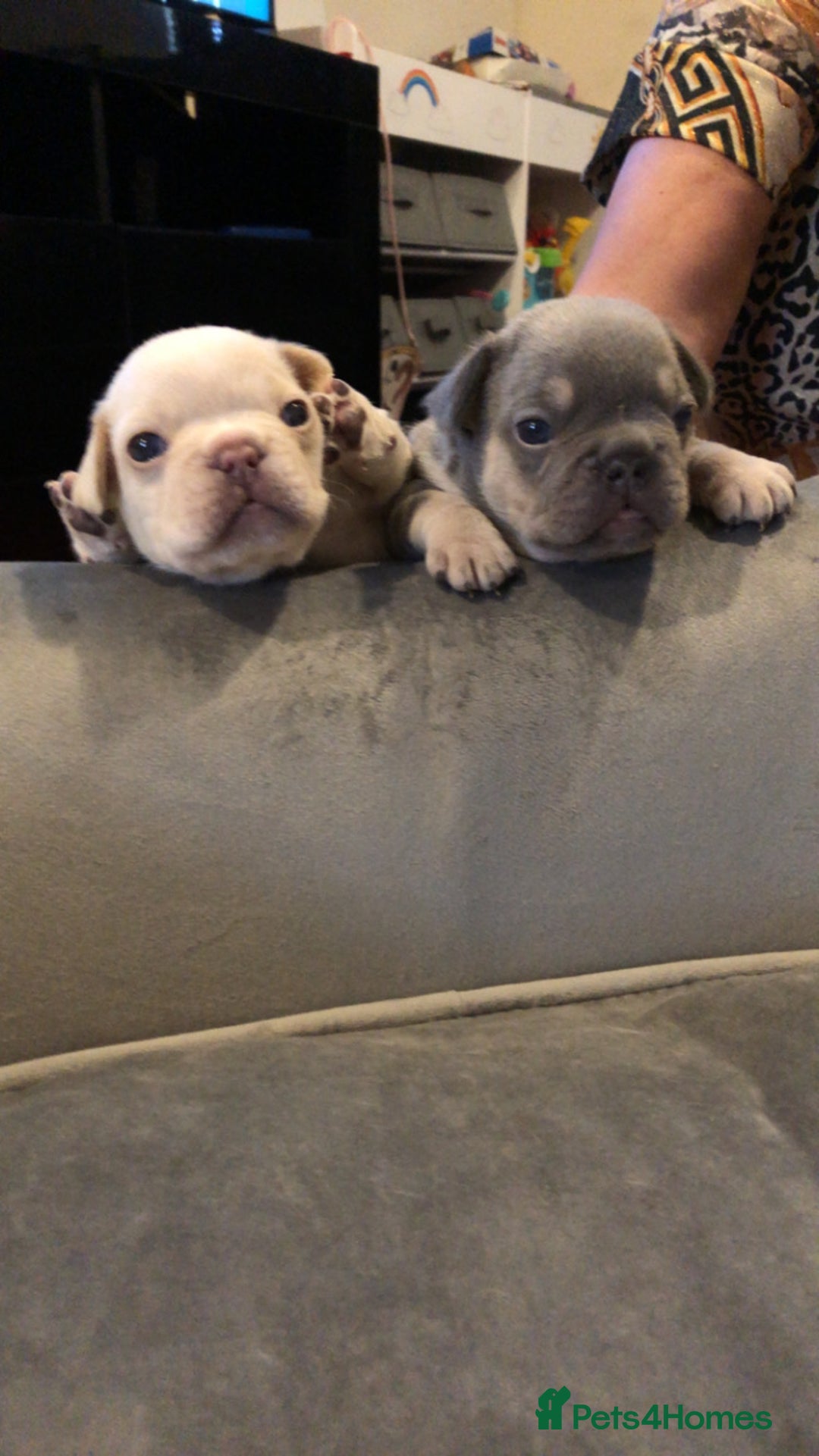 French Bulldog dogs for sale: French Bulldog Puppies - Image 4
