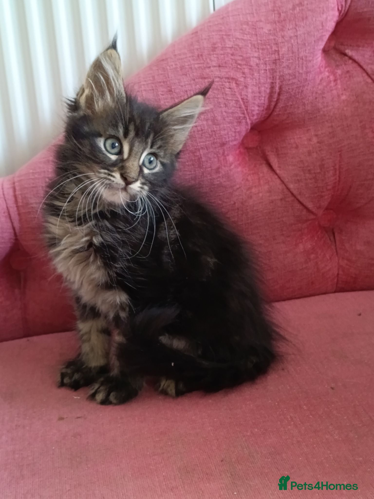 Maine Coon cats Health tested XL Boys and Tortie girls 😍 - Advert 1
