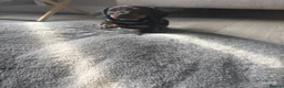 Miniature Dachshund dogs for sale: Beautiful miniature dachshund puppies  - Advert 17