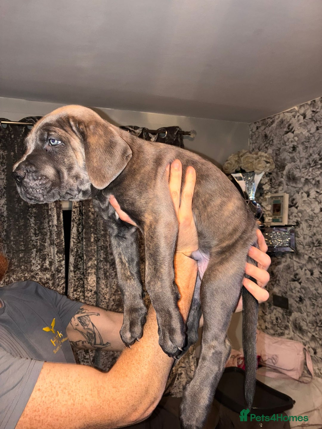 Cane Corso dogs for sale: 4 girls left *PRICE REDUCED* - Image 18