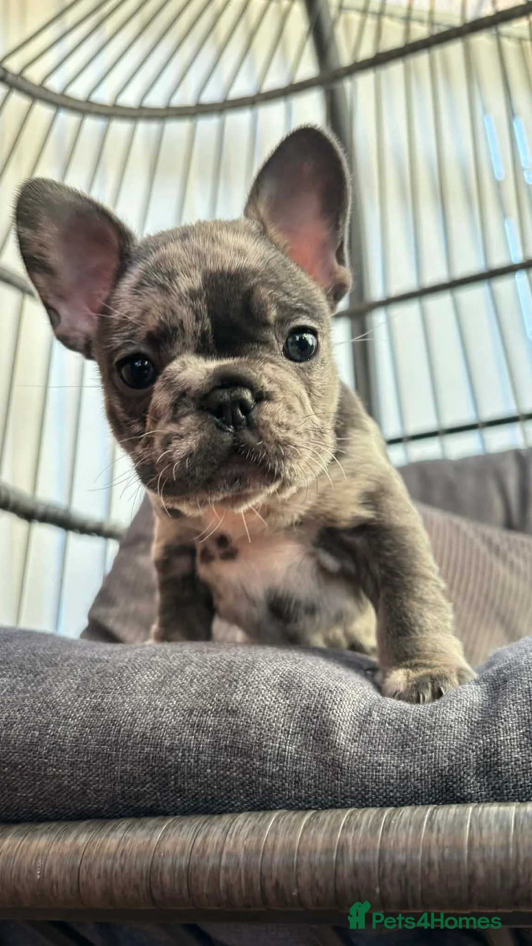 French Bulldog dogs for sale: Beautiful french bulldog puppies - Advert 27