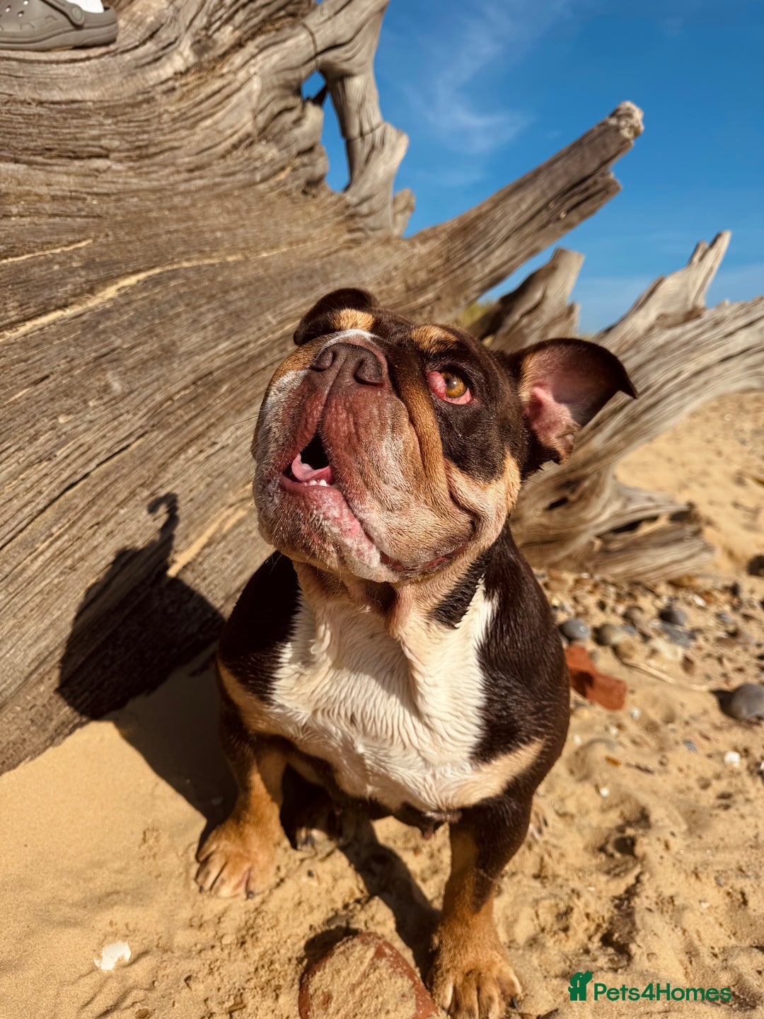 English Bulldog dogs for sale: Looking for my new home - Advert 5