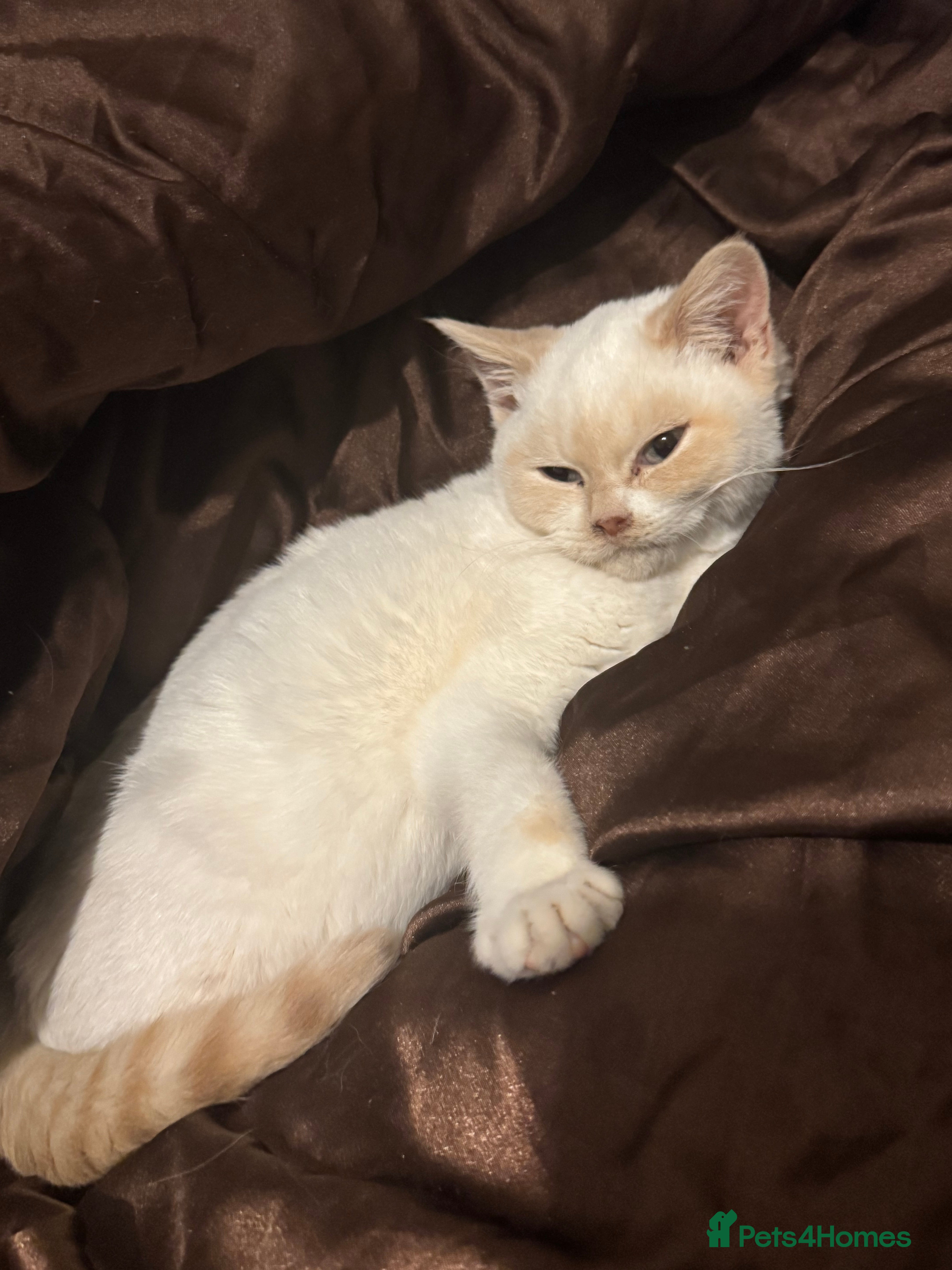 British Shorthair cats RARE Tortie/Colourpoint British shorthair kittens  - Advert 5