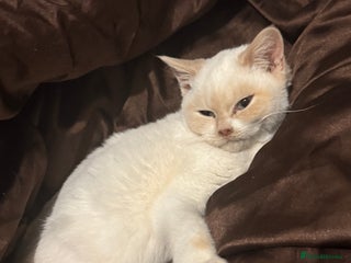 British Shorthair cats RARE Tortie/Colourpoint British shorthair kittens - Advert 6