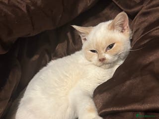 British Shorthair cats RARE Tortie/Colourpoint British shorthair kittens - Advert 8