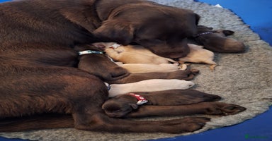 Labrador Retriever dogs - Advert 8