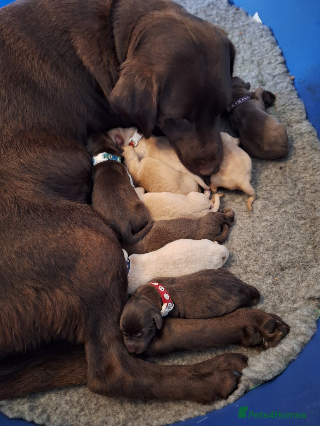 Labrador Retriever dogs for sale: 8 gorgeous chocolate/yellow girl & boy lab pups  - Image 2