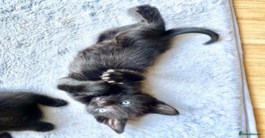 Mixed Breed cats - Advert 3