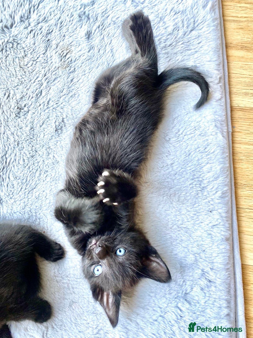 Mixed Breed cats for sale: 4 gorgeous kittens - Image 2