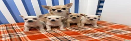 Chihuahua dogs for sale: Chihuahua puppies  in Glasgow - Advert 2