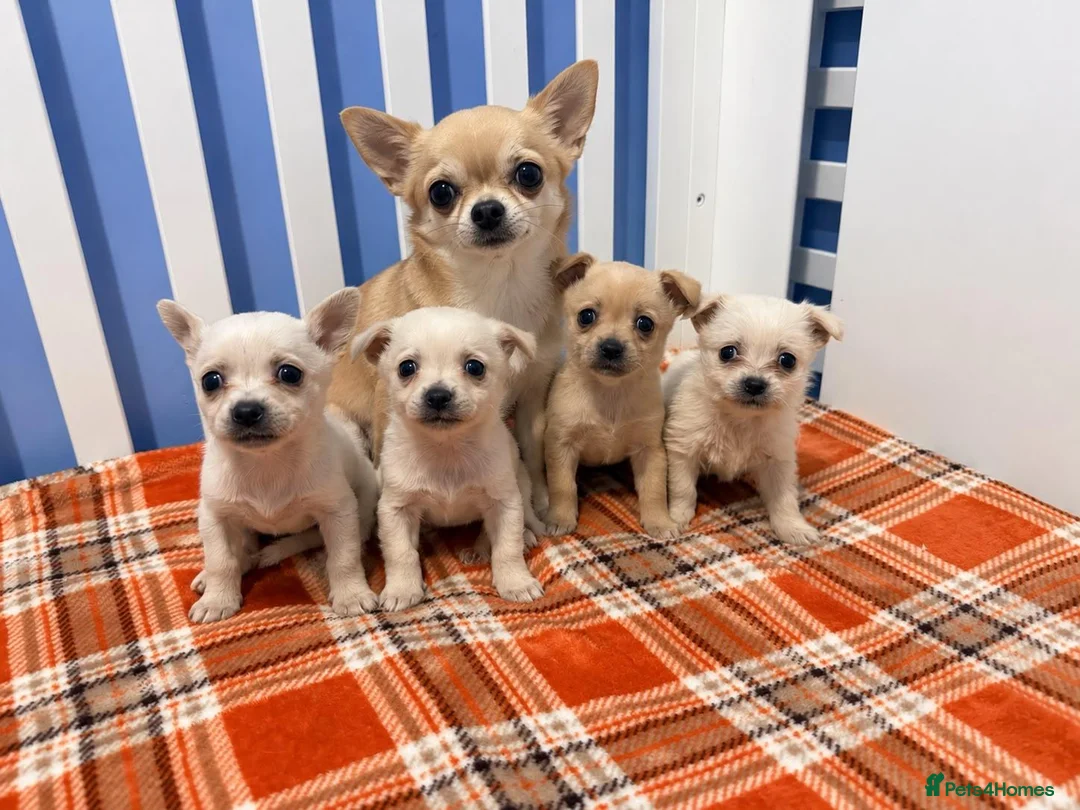 Chihuahua dogs for sale: Chihuahua puppies  in Glasgow - Advert 2