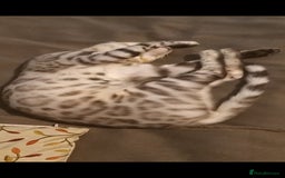 Bengal cats for sale: Cute bengal cat  - Image 6