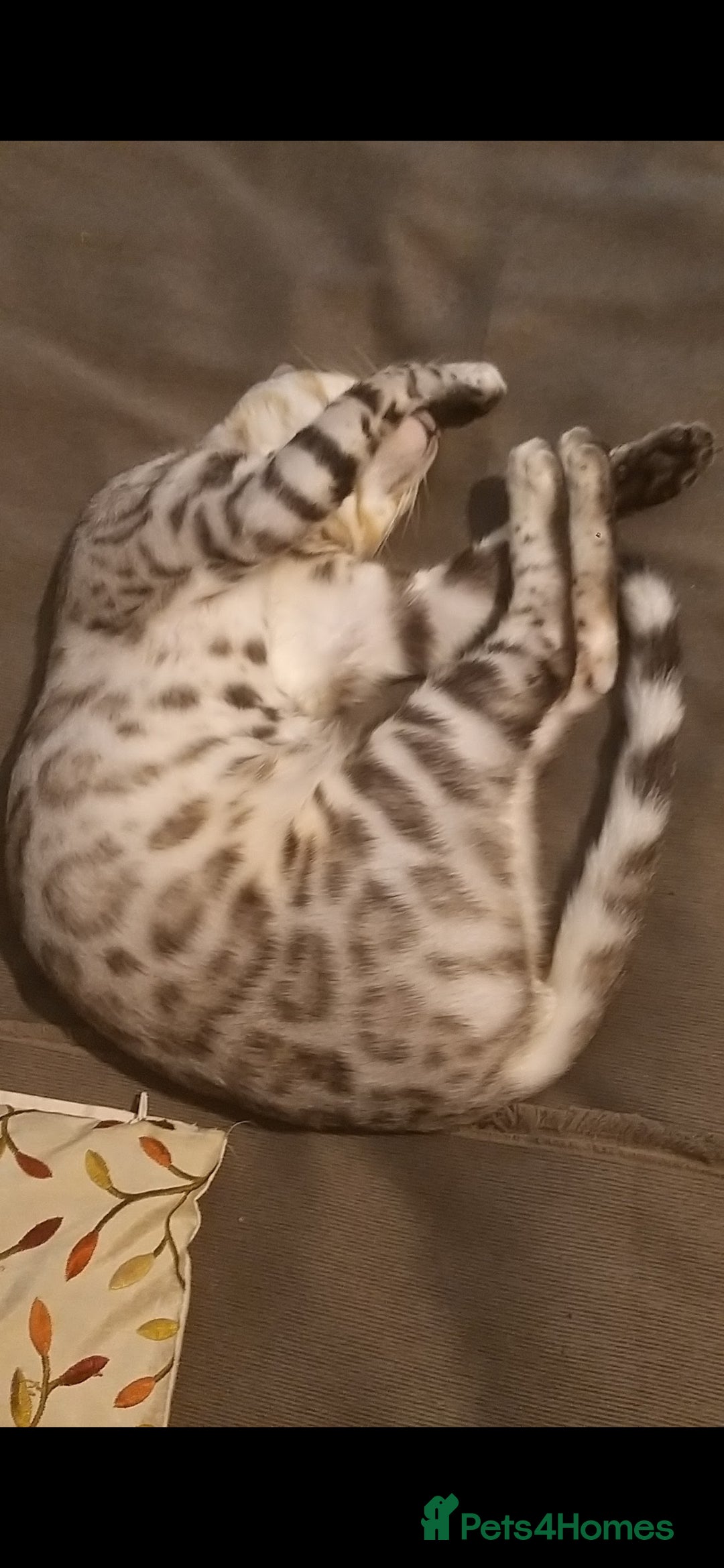 Bengal cats for sale: Cute bengal cat  - Image 6
