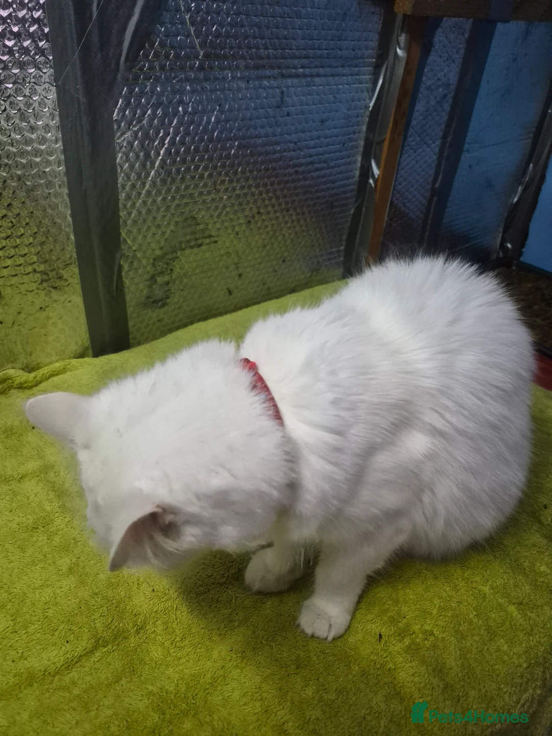 Mixed Breed cats for sale: House cat, long hair - Advert 2