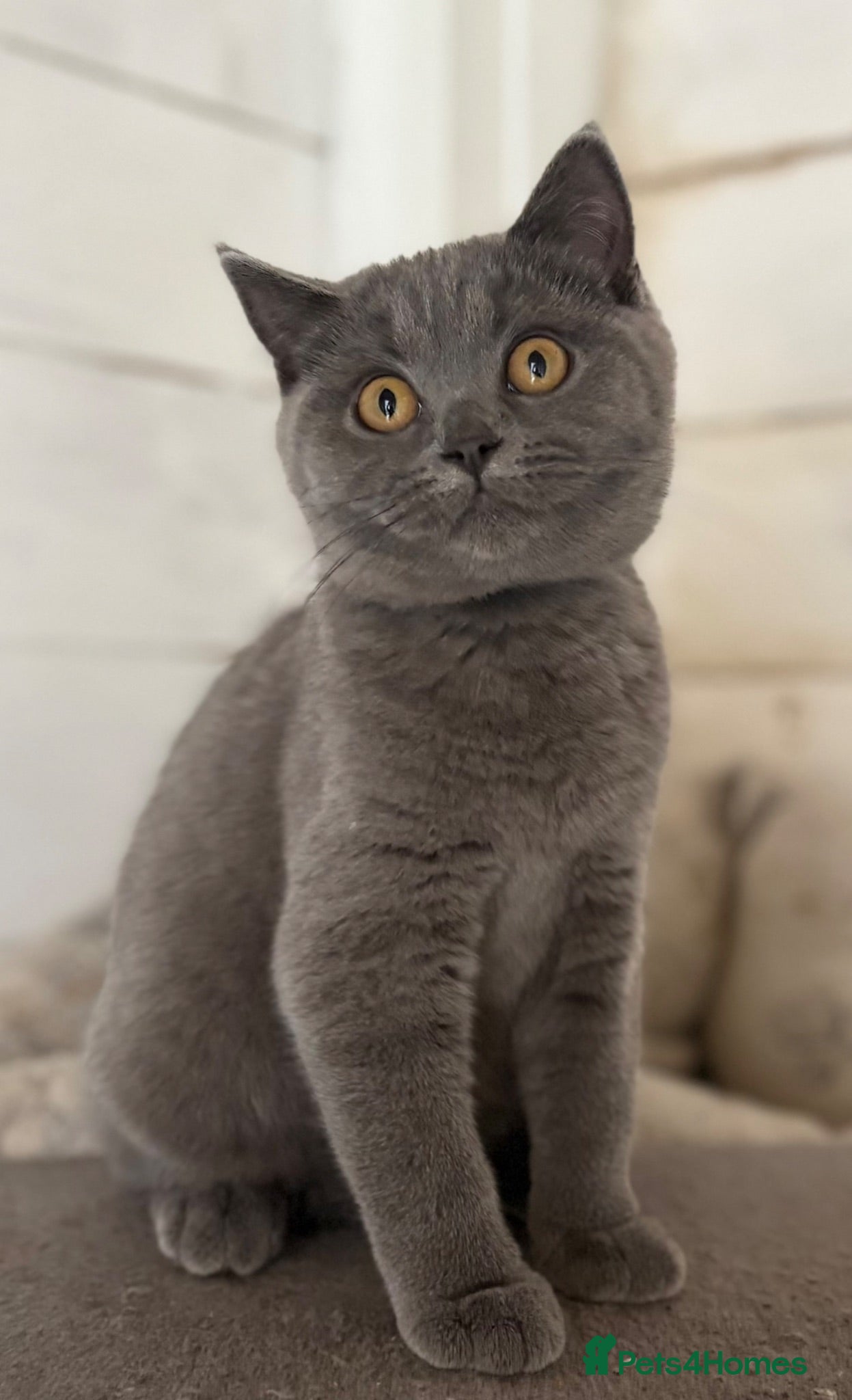 British Shorthair cats last 3 girls*TICA reg. British shorthair kittens - Advert 1