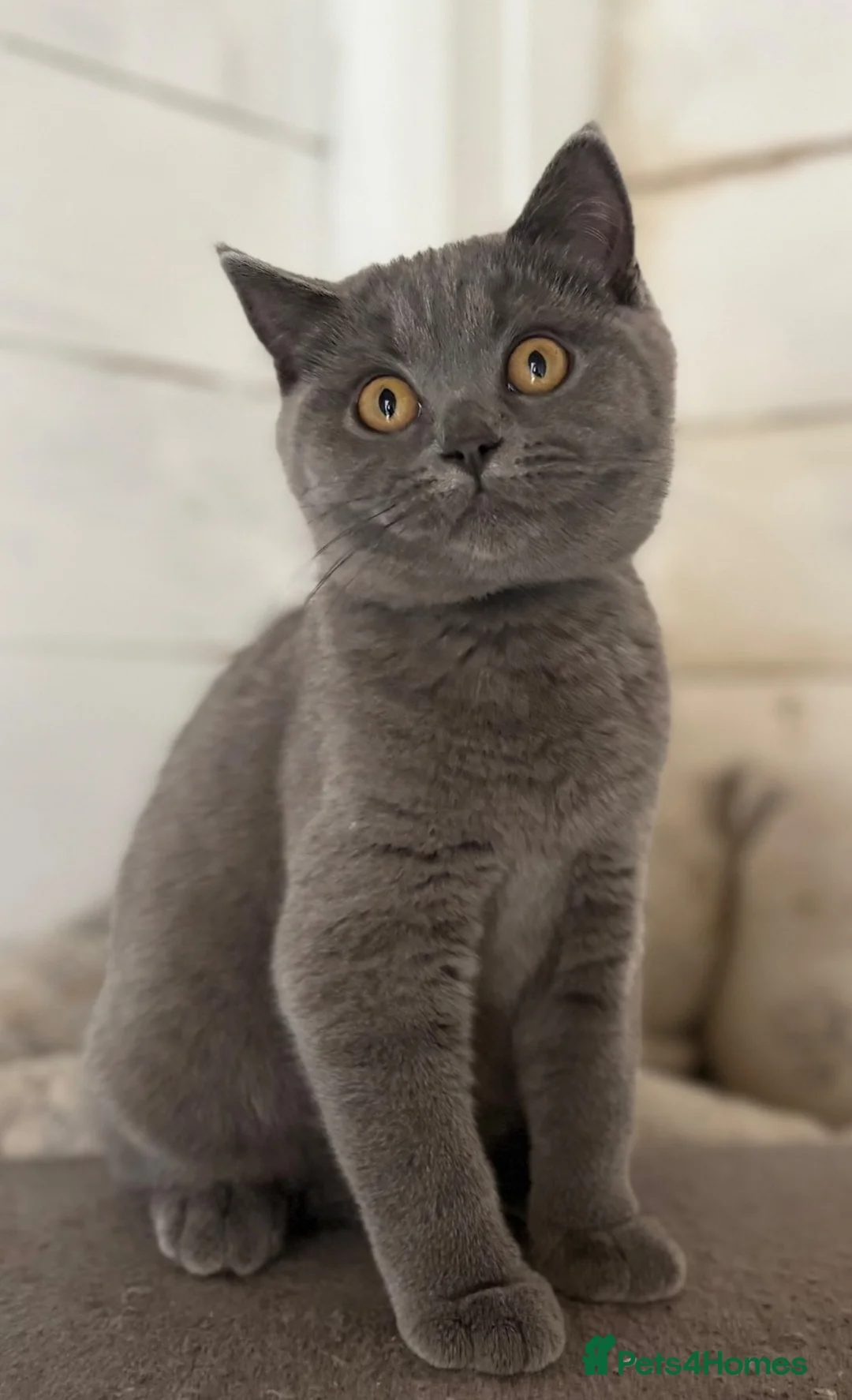 British Shorthair cats for sale: last 3 girls*TICA reg. British shorthair kittens - Advert 2