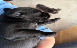 Miniature Schnauzer dogs for sale: Stunning pure black miniature schnauzer puppy - Image 1