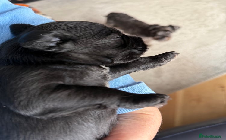 Miniature Schnauzer dogs - Advert 2