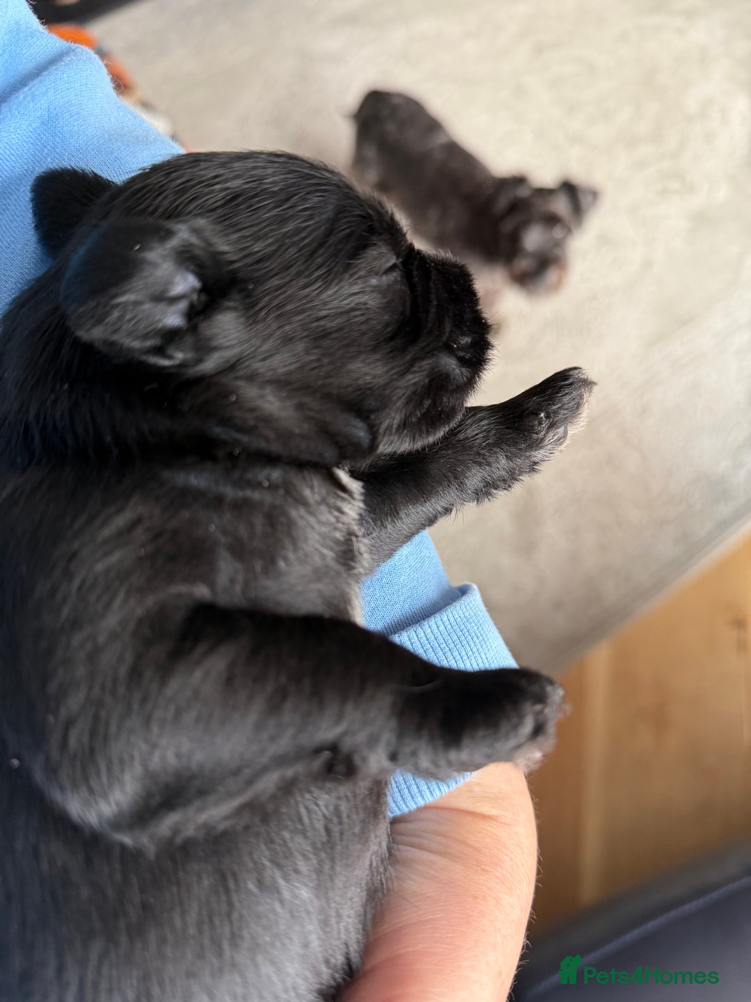 Miniature Schnauzer dogs for sale: Stunning pure black miniature schnauzer puppy - Image 1