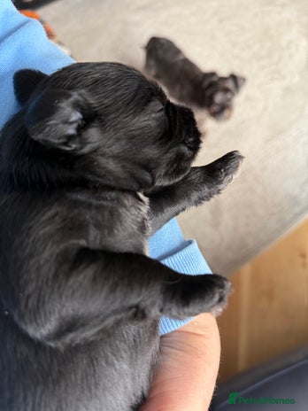 Miniature Schnauzer dogs - Advert 1