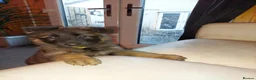 German Shepherd dogs for sale:  5th Generation German Shepherd puppies - Advert 3