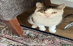 British Shorthair cats for sale: Rehoming My Cat - Image 1