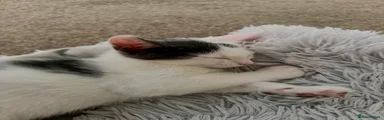 Mixed Breed 3