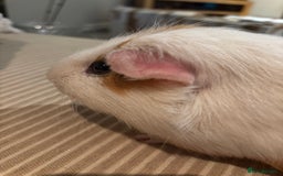 Guinea Pig rodents for sale: 3 boars for sale - Image 5