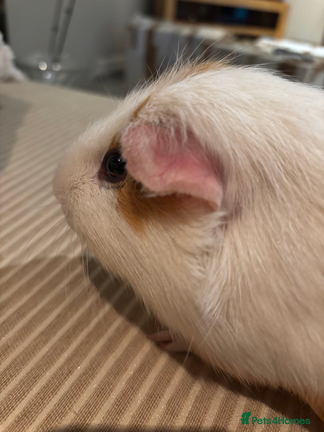 Guinea Pig rodents for sale: 3 boars for sale - Image 5