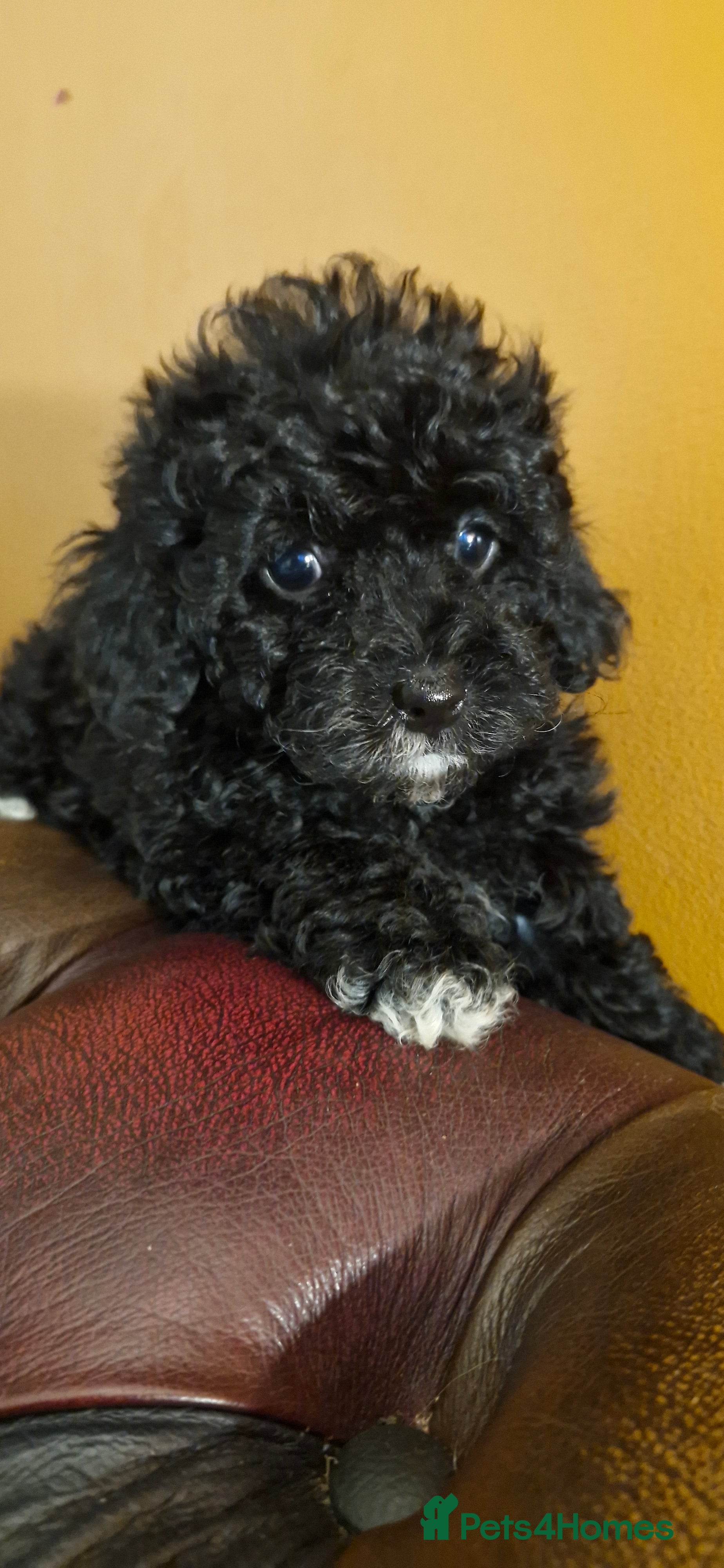 Cavapoo dogs Gorgeous f1bb Multicolour Cavapoo pups - Advert 6