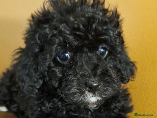 Cavapoo dogs Gorgeous f1bb Multicolour Cavapoo pups - Advert 6