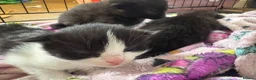 Mixed Breed cats for sale: 3 beautiful kittens for sale - Advert 4