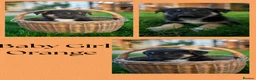 Mixed Breed dogs for sale: Beautiful FarmBred Shollie Puppies–Ready16thAugust - Advert 10