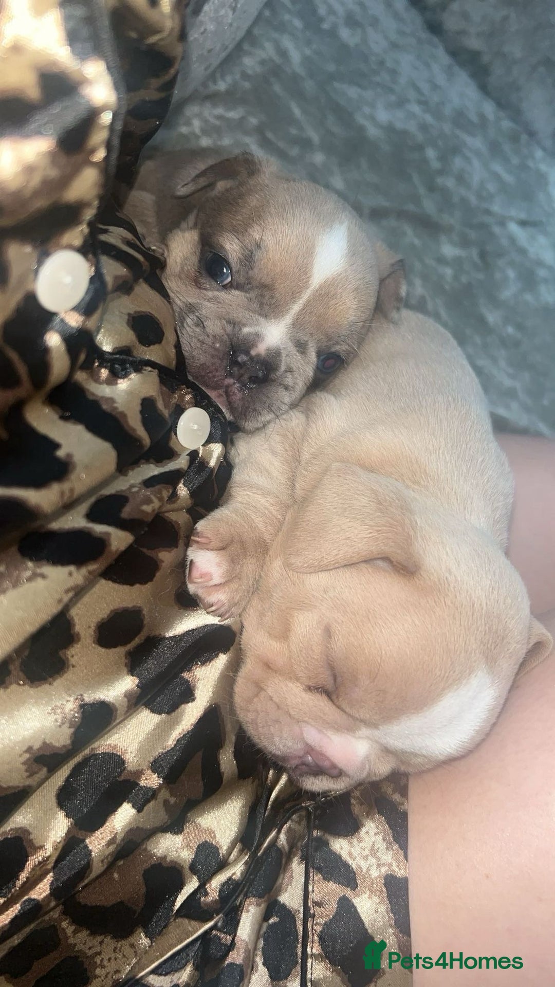 Mixed Breed dogs for sale: French pomerdogs  - Image 16
