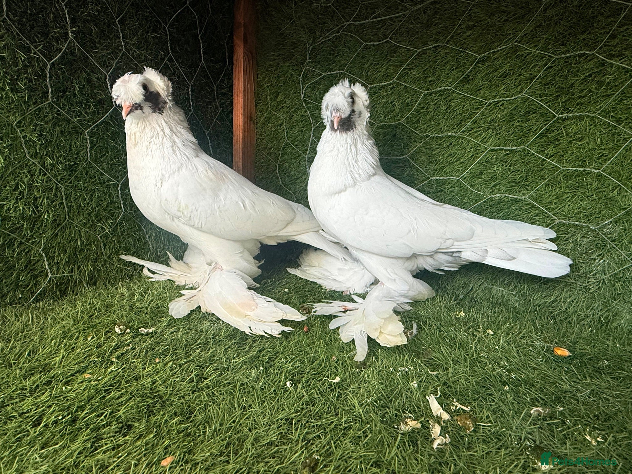 Pigeons birds Premium Breeding Pigeons Top Quality Pairs Availab - Advert 2