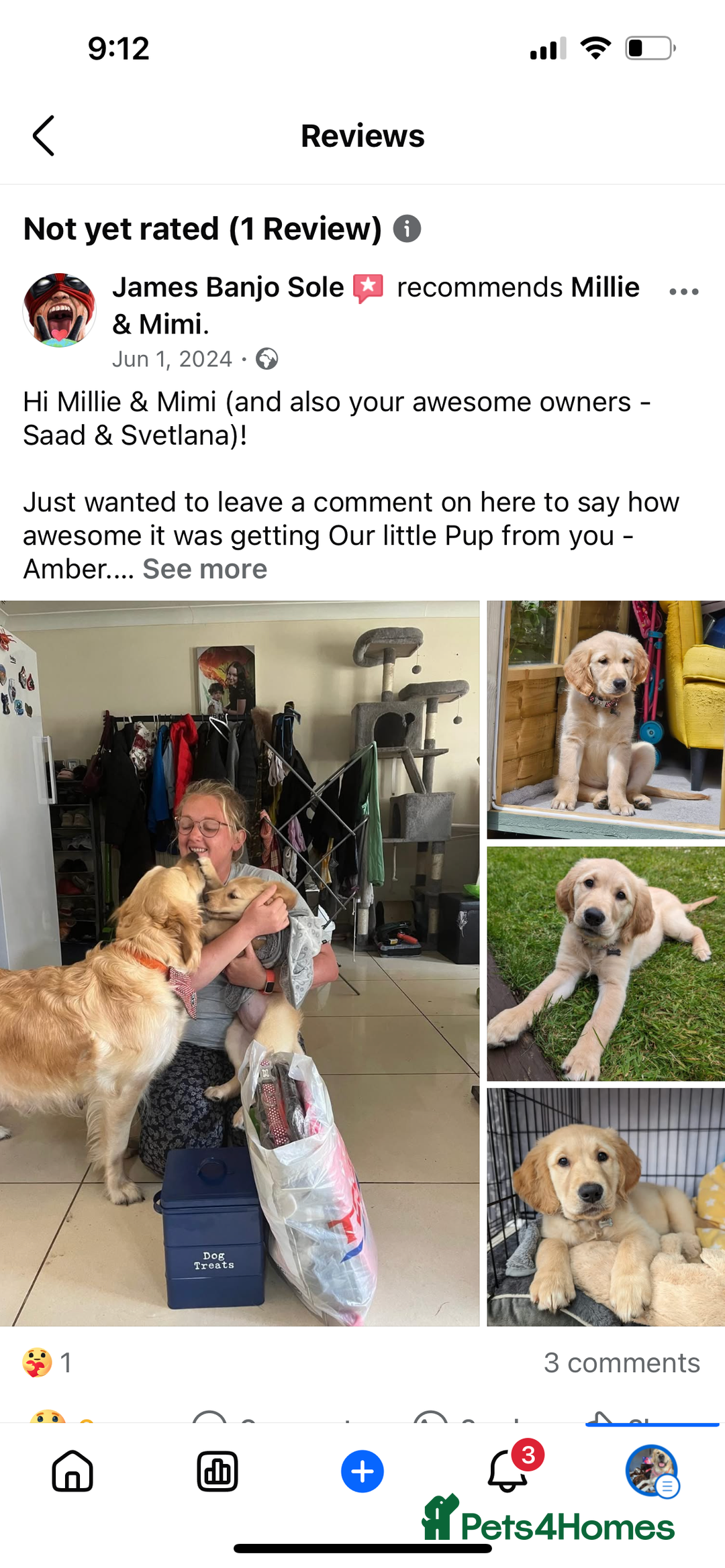 Golden Retriever dogs for sale: 6 Beautiful Golden Retrievers Puppies  - Image 19