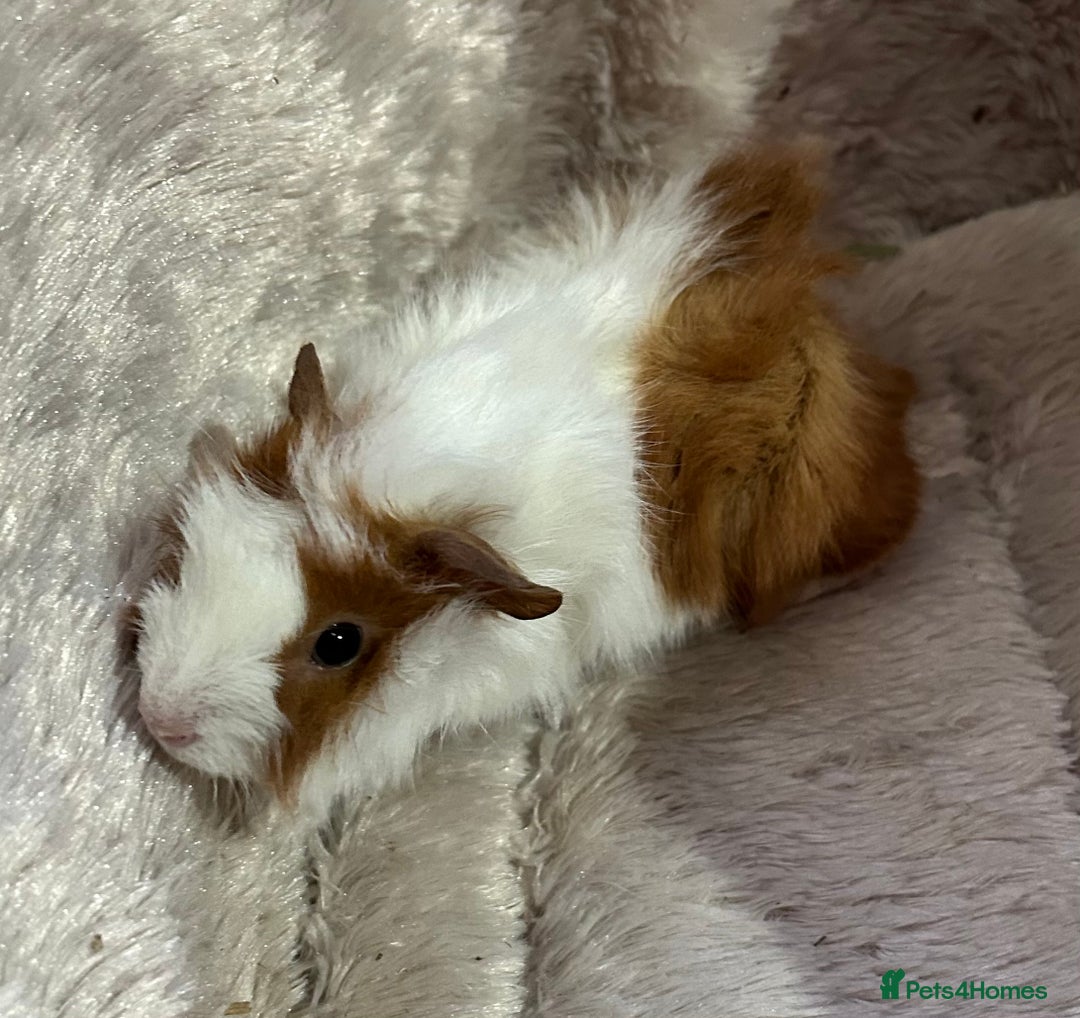 Guinea Pig rodents for sale: GORGEOUS BABY GUINEA PIGS - Advert 3