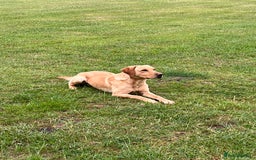 Labrador Retriever dogs for sale: 2 year old Yellow Labrador  - Image 2