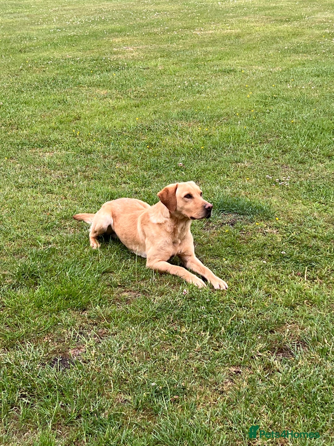 Labrador Retriever dogs for sale: 2 year old Yellow Labrador  - Image 2