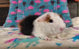 Guinea Pig rodents for sale: Pair of baby merino/teddy boars/brothers RTR - Image 6