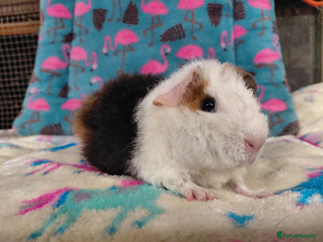 Guinea Pig rodents for sale: Pair of baby merino/teddy boars/brothers RTR - Image 6