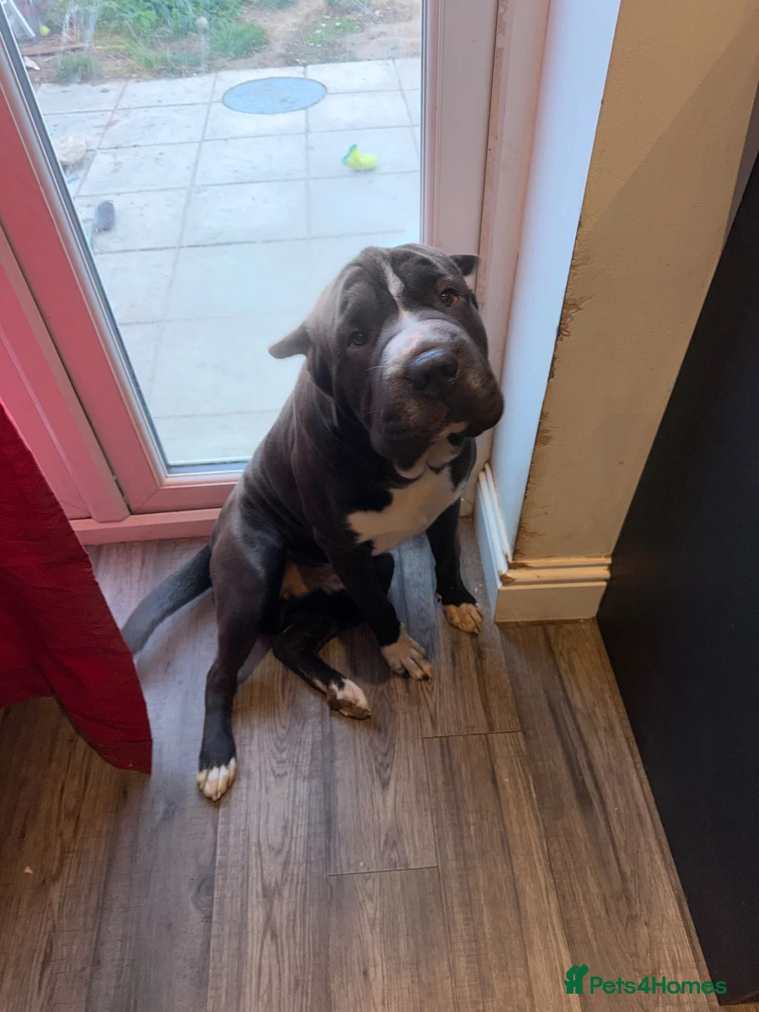 Mixed Breed dogs for sale: 2 lovely dogs for sale 10months Old  - Advert 5