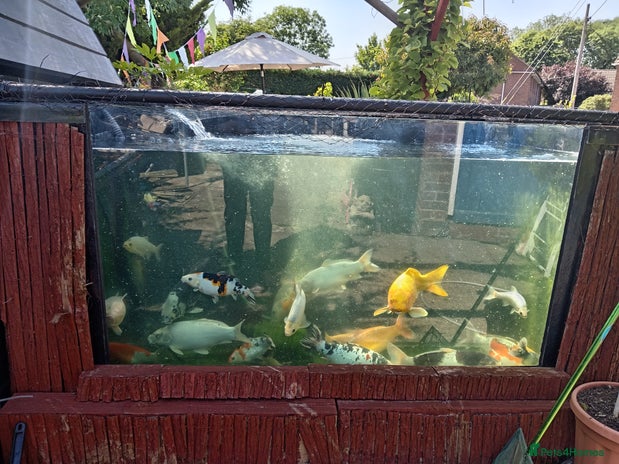 Koi Carp fish - Advert 16