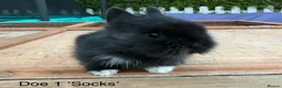 Lionhead rabbits for sale: Pure Bred Double Mane Lionhead Bunnies  in Nuneaton - Advert 3