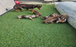 Dachshund dogs for sale: Miniature dauchaund  - Image 9