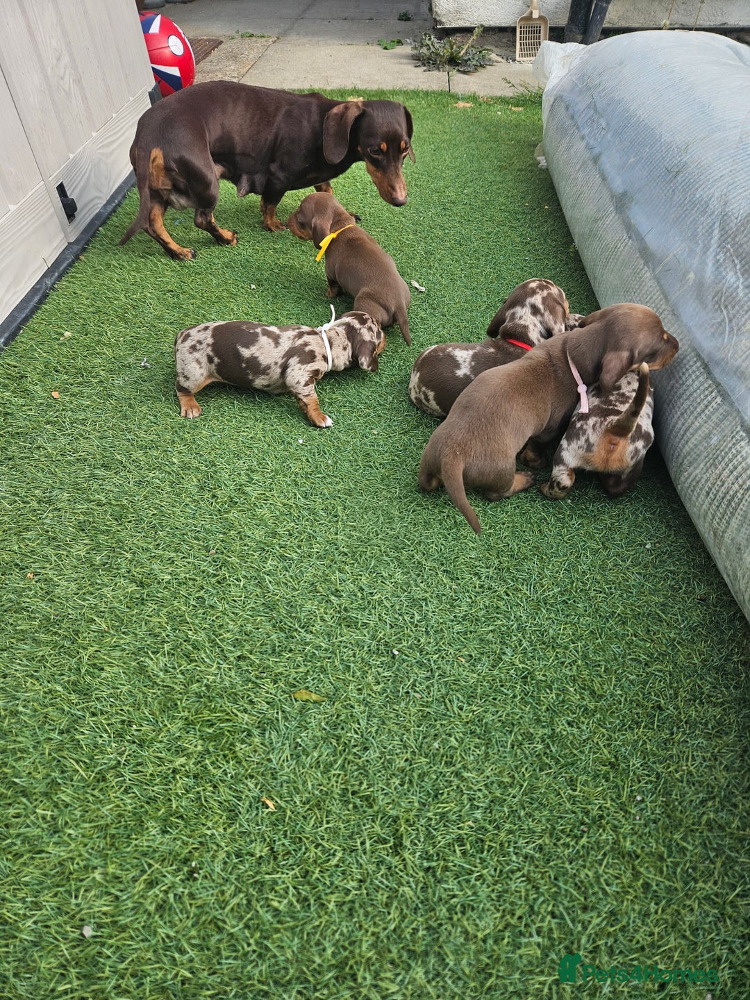 Dachshund dogs for sale: Miniature dauchaund  - Image 9