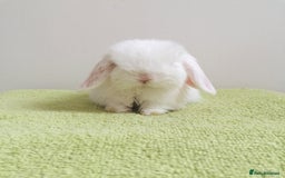 Mini Lop rabbits for sale: Beautiful Mini Lop Baby Rabbits  - Image 3